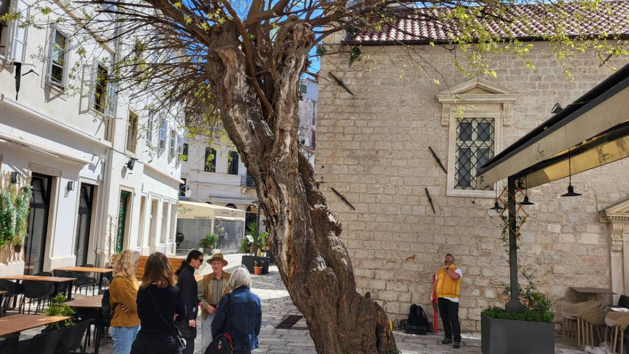 Doktor za drveća pregledao murvu: Koliko je staro legendarno šibensko stablo?