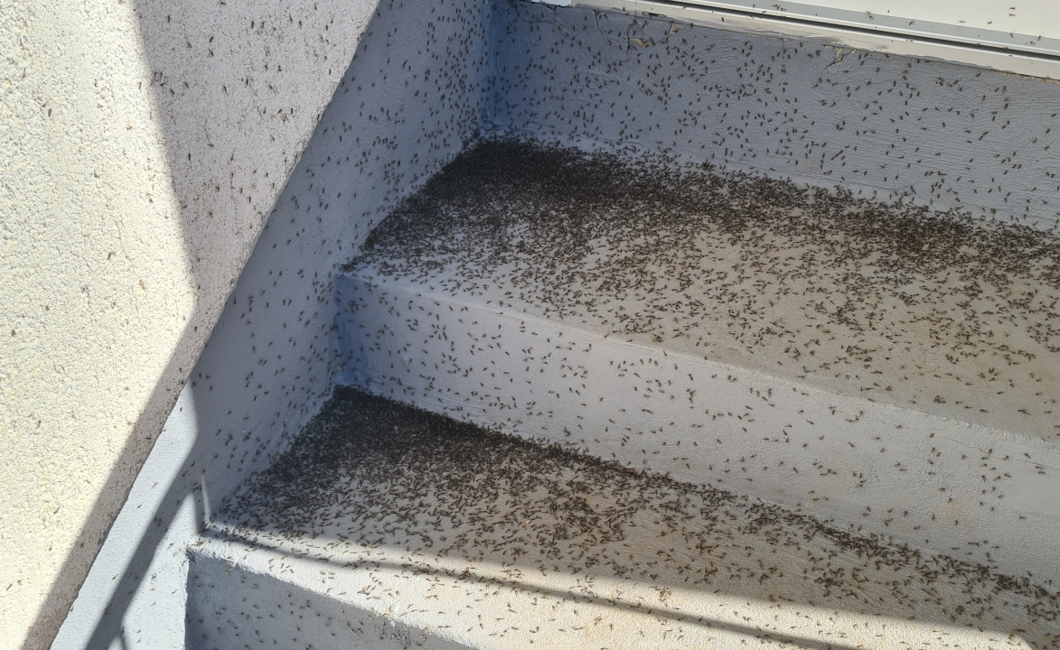 Najezda komaraca u Zablaću: ‘Usisavamo ih sa zidova, lopatama ih možemo čistiti ispred vrata’ 