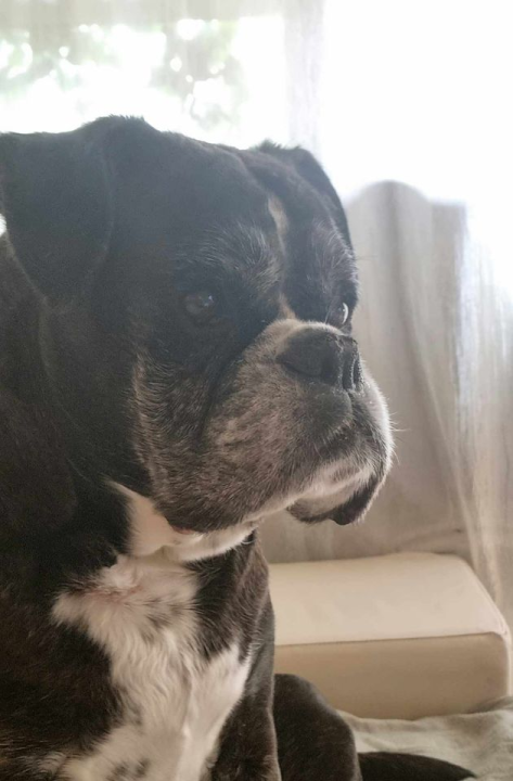 Provjerite tko su naj ljubimci 2024. godine!