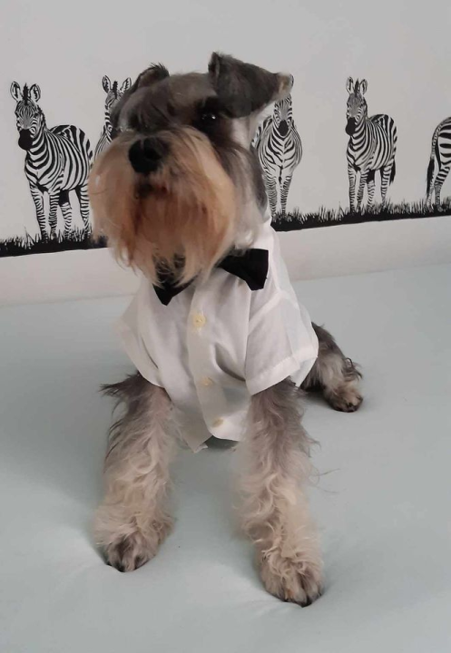 Provjerite tko su naj ljubimci 2024. godine!