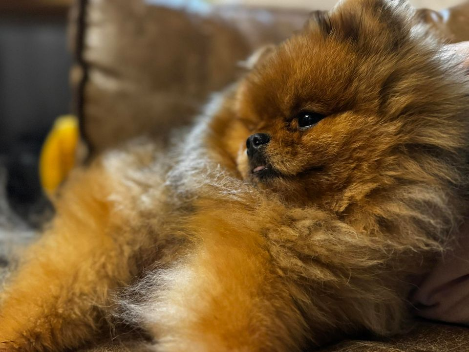 Provjerite tko su naj ljubimci 2024. godine!