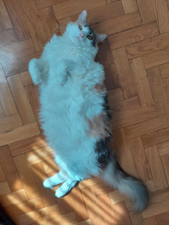 Provjerite tko su naj ljubimci 2024. godine!