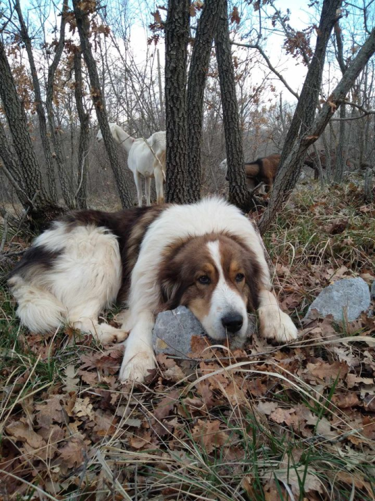 Provjerite tko su naj ljubimci 2024. godine!