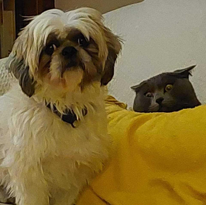 Provjerite tko su naj ljubimci 2024. godine!