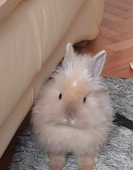 Provjerite tko su naj ljubimci 2024. godine!