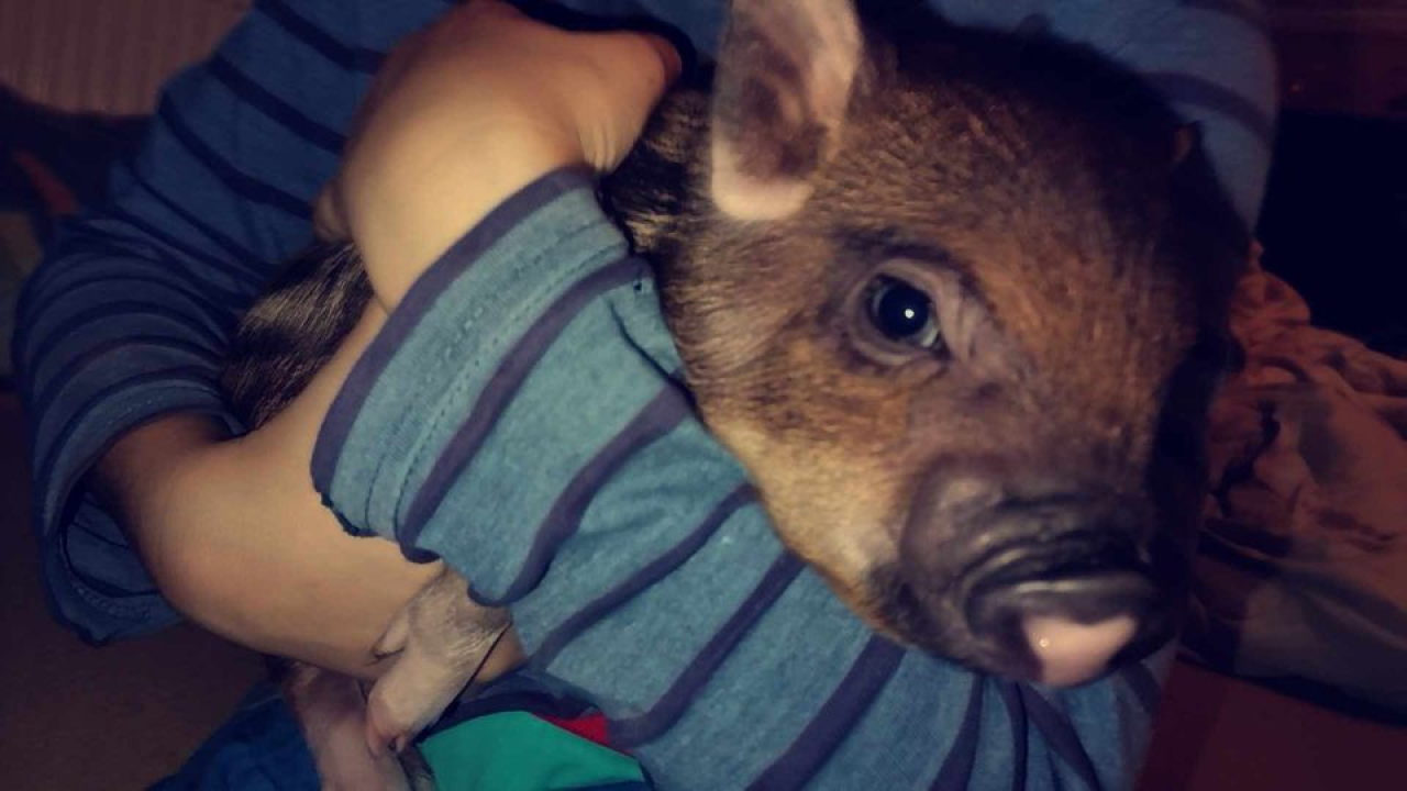 Provjerite tko su naj ljubimci 2024. godine!