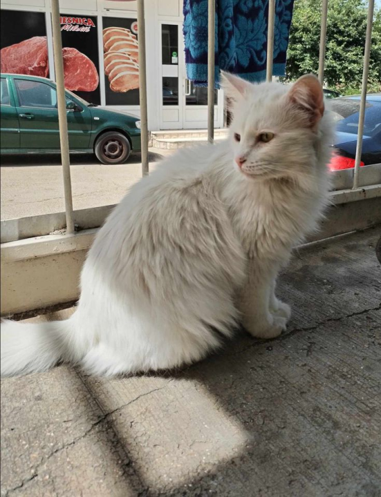 Provjerite tko su naj ljubimci 2024. godine!