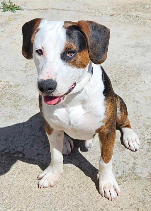 Provjerite tko su naj ljubimci 2024. godine!