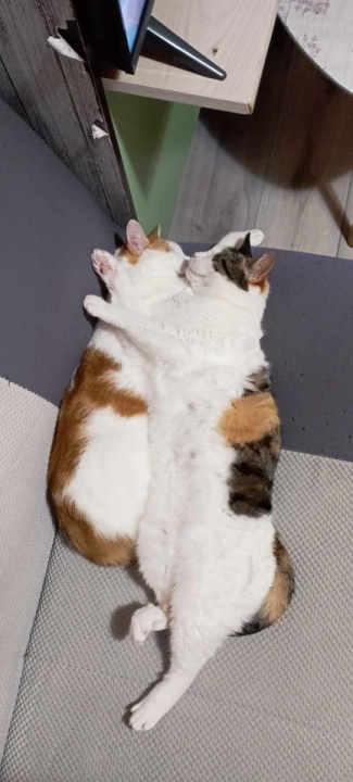 Provjerite tko su naj ljubimci 2024. godine!