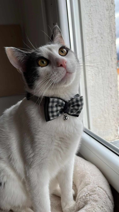 Provjerite tko su naj ljubimci 2024. godine!