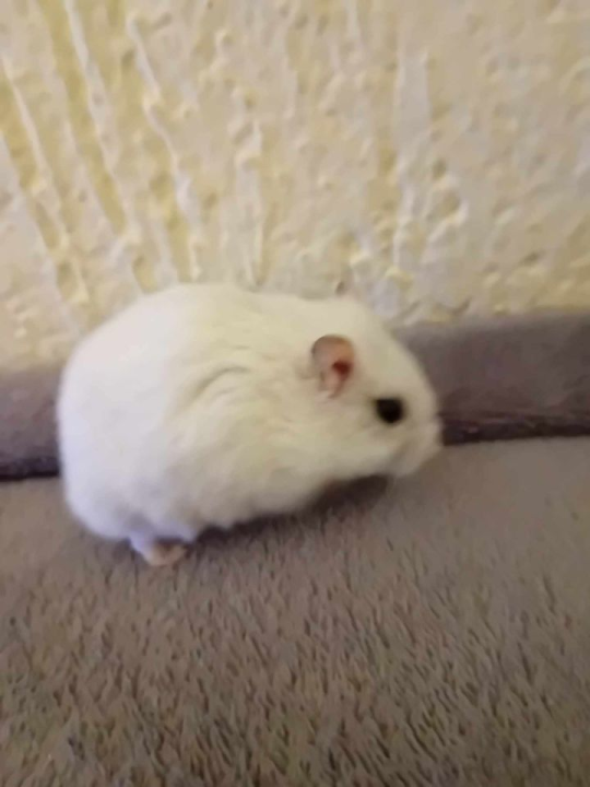 Provjerite tko su naj ljubimci 2024. godine!