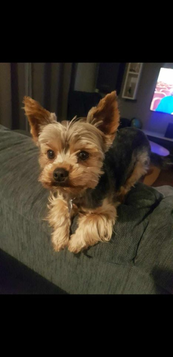 Provjerite tko su naj ljubimci 2024. godine!