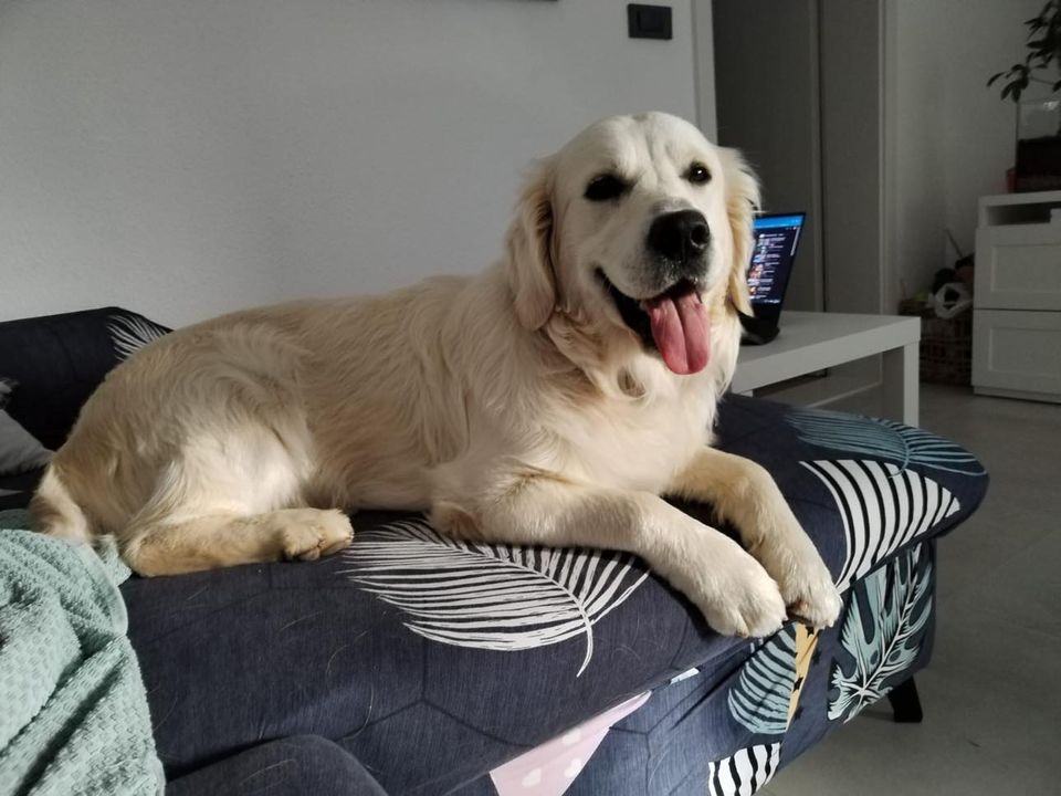 Provjerite tko su naj ljubimci 2024. godine!