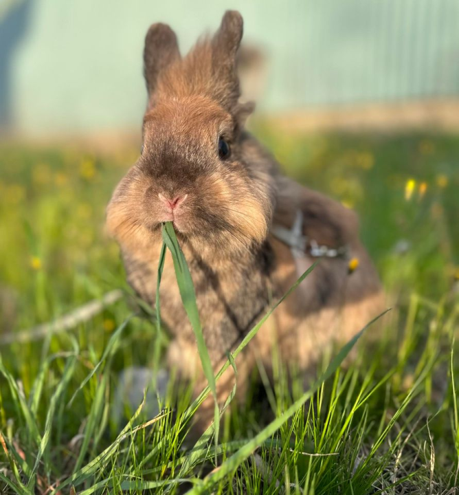 Provjerite tko su naj ljubimci 2024. godine!