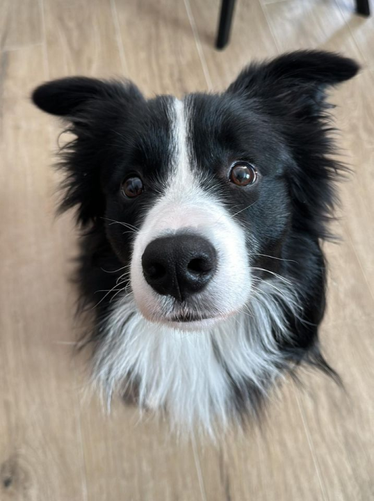 Provjerite tko su naj ljubimci 2024. godine!