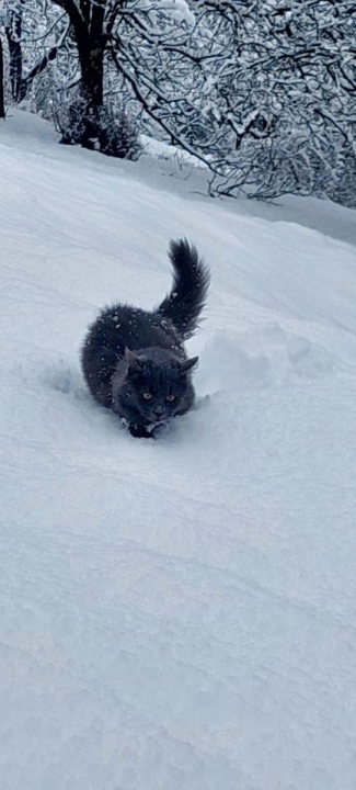 Provjerite tko su naj ljubimci 2024. godine!