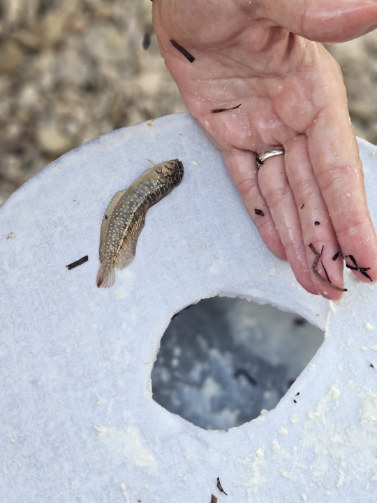 Bubamare najbolje love ciple: 15. po redu natjecanje u Zlarinu okupilo 33 ekipe