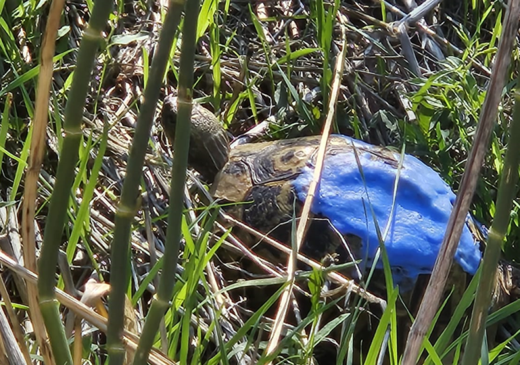Ozlijeđena čančara vraćena u divljinu nakon uspješnog oporavka