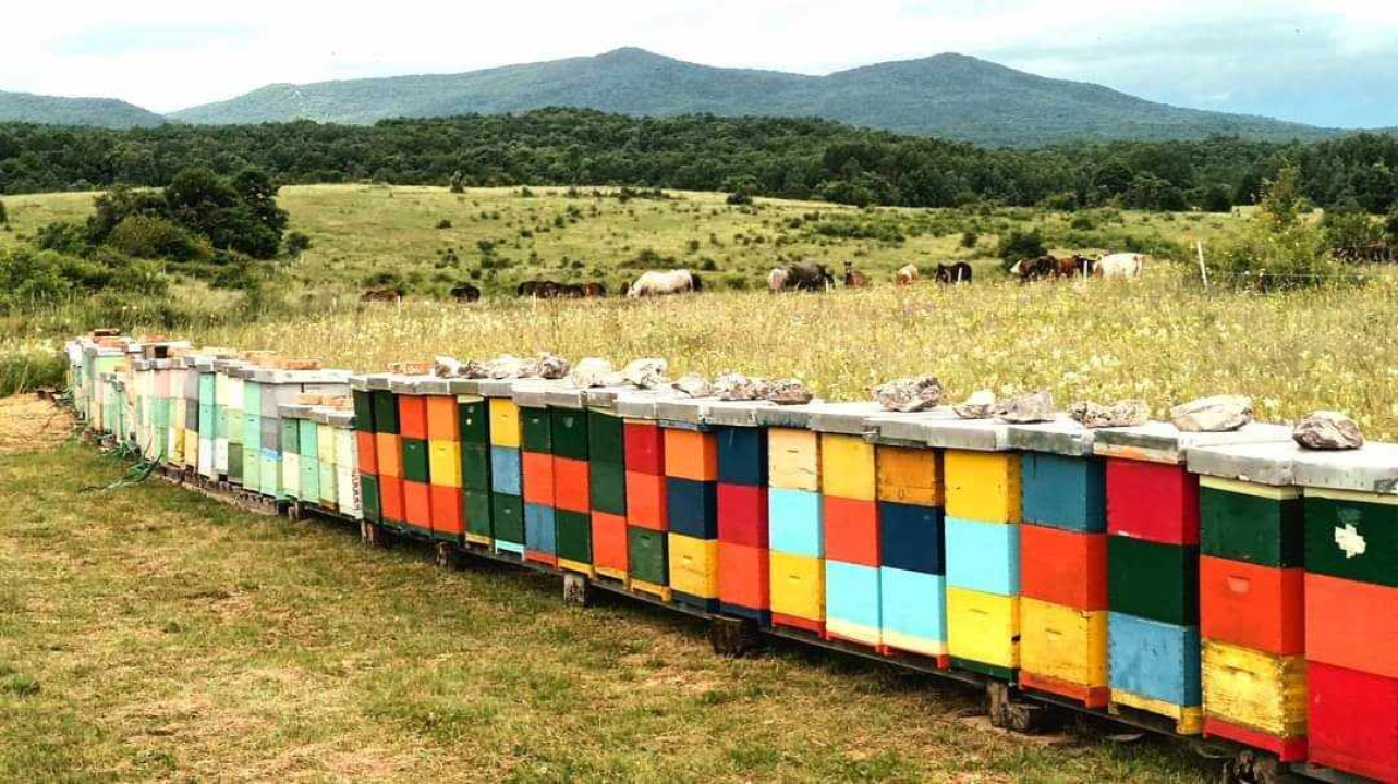 Krešimir je inženjer, ali i pčelar kojemu je hobi postao posao: 'U ovome ne smije biti matematičke računice'