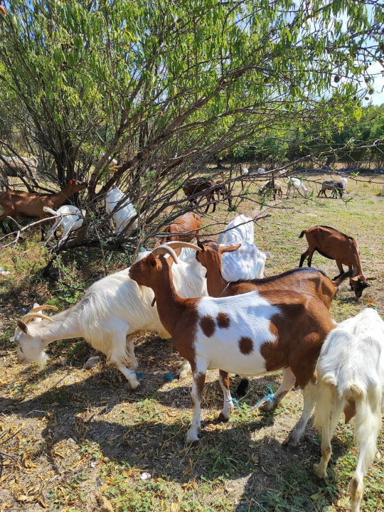 Sve je krenulo s nekoliko ovaca, a danas obitelj Zelenika iz Knina ima pravo životinjsko carstvo