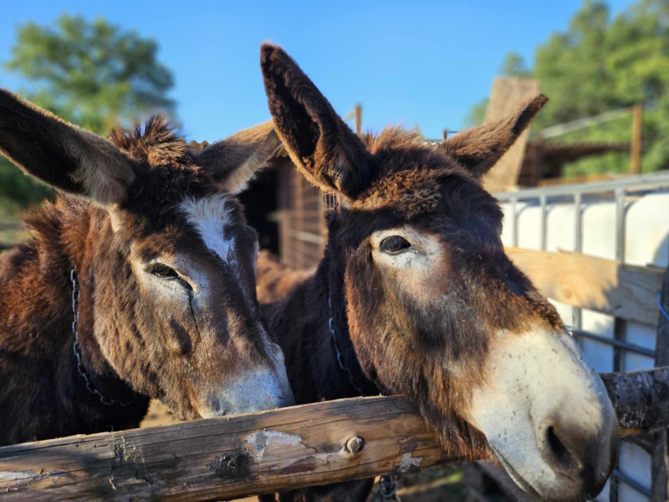 Sve je krenulo s nekoliko ovaca, a danas obitelj Zelenika iz Knina ima pravo životinjsko carstvo