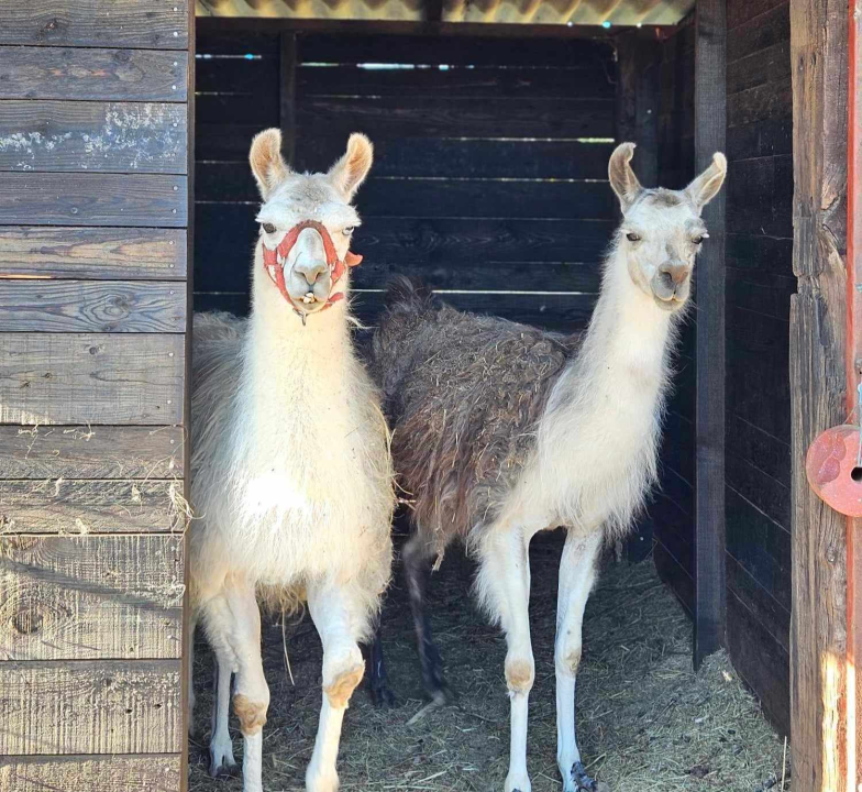 Sve je krenulo s nekoliko ovaca, a danas obitelj Zelenika iz Knina ima pravo životinjsko carstvo