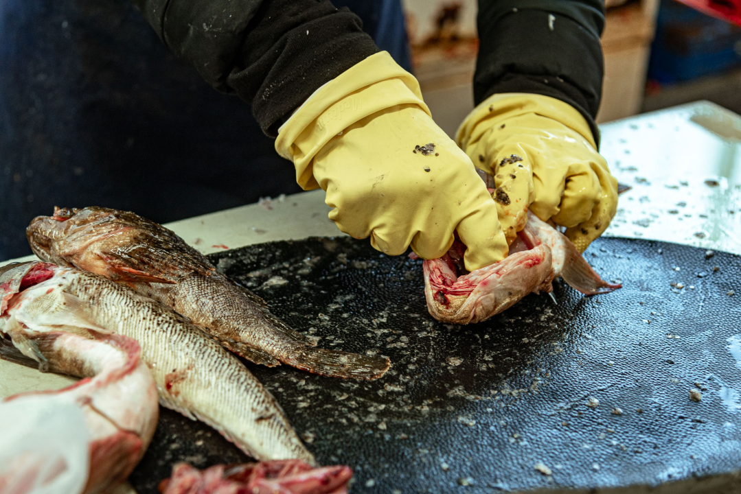 Prepuni banci na šibenskoj peškariji, kupaca ne fali, ali bira se jeftinije