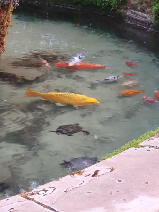 Pogledajte kako se zabavljaju stanovnici fontane u đardinu ispred Gospe vanka Grada