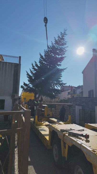Na Poljani postavljena prva prava šibenska jelka: Kod klizališta stigla ravno sa Šubićevca