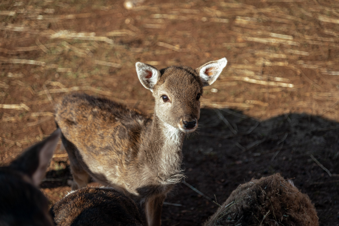 Jelena, Nina i Srećko oduševe svakoga tko posjeti Happy Horse u Dubravi