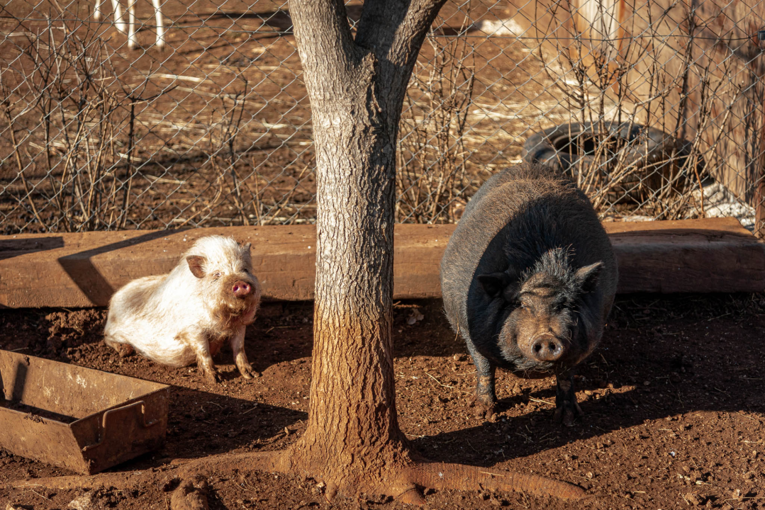 Jelena, Nina i Srećko oduševe svakoga tko posjeti Happy Horse u Dubravi