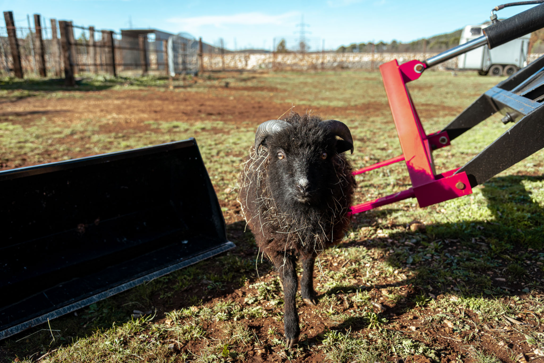 Jelena, Nina i Srećko oduševe svakoga tko posjeti Happy Horse u Dubravi