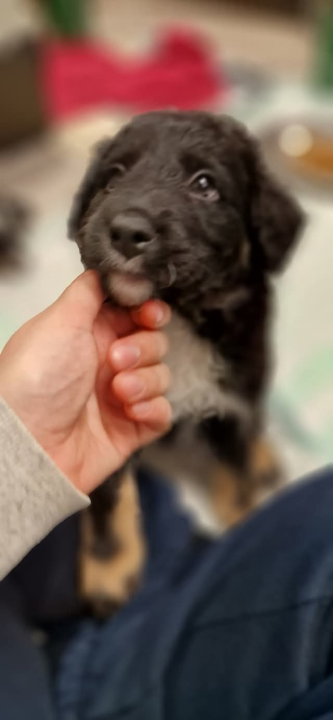 Tino i Teo iz Šibenskih šapa traže dom: Imaju dva mjeseca, obožavaju maženje i igru 