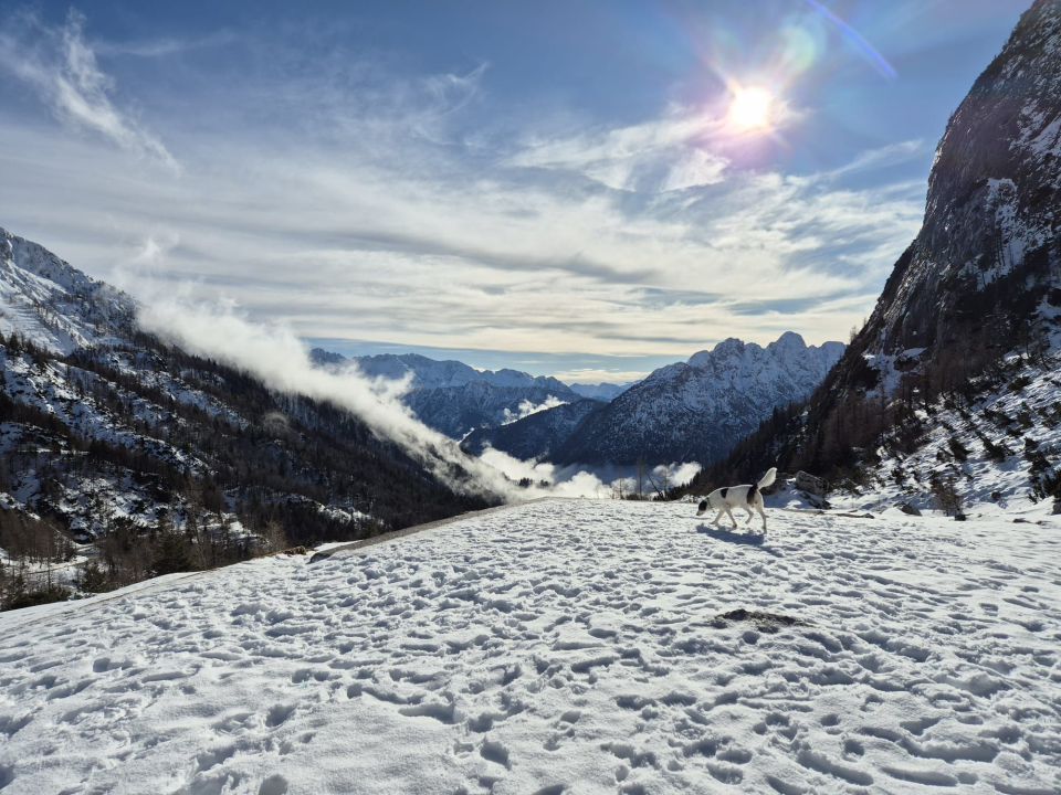 Od odbačenog šteneta do potražnog psa