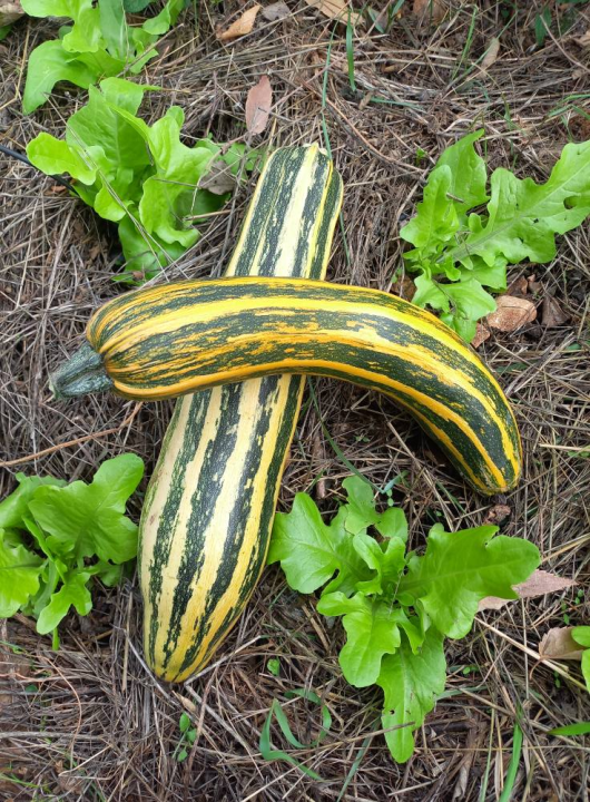 Antonija je ekonomiju zamijenila prirodom