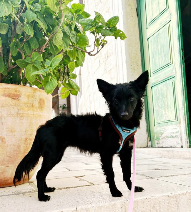 Tri njuškice iz Šibenskih šapa traže svoj zauvijek dom: Upoznajte Kiu, Seija i Ayru