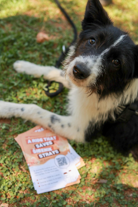 Dobar start humanitarne akcije Šibenskih šapa na Krki