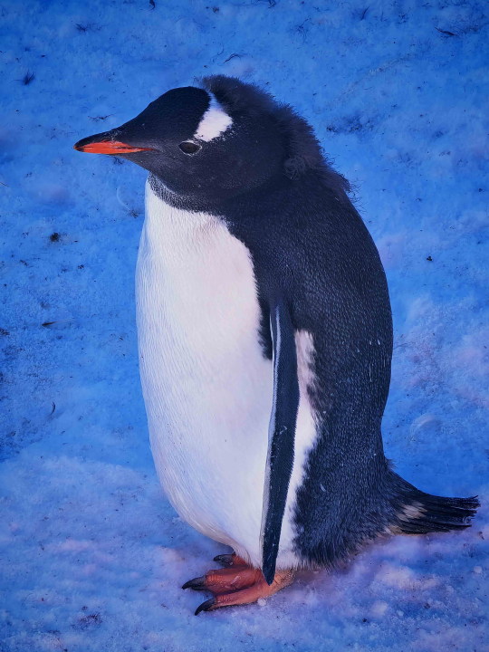 Veliki Gogo, prvi Šibenčanin na Antarktici: 'Skočio sam u more dva puta, a pingvini baš i ne mirišu najbolje'