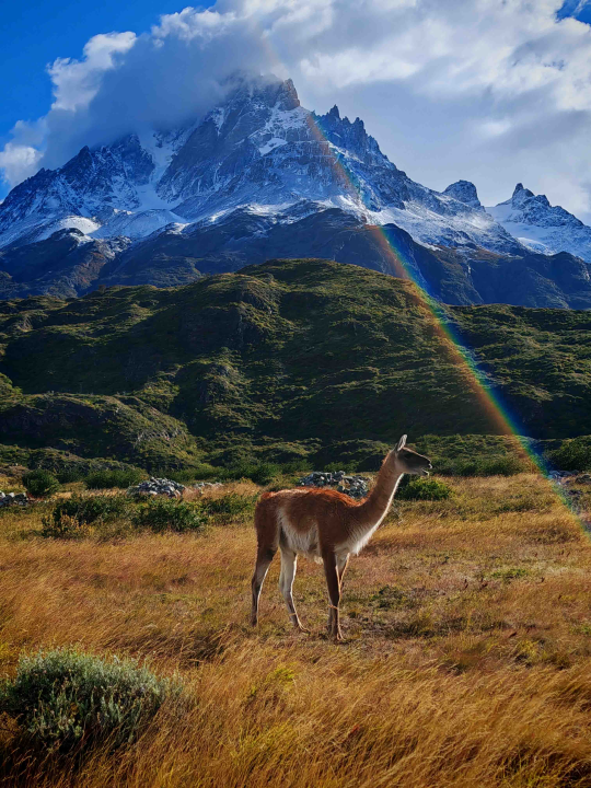 Veliki Gogo, prvi Šibenčanin na Antarktici: 'Skočio sam u more dva puta, a pingvini baš i ne mirišu najbolje'