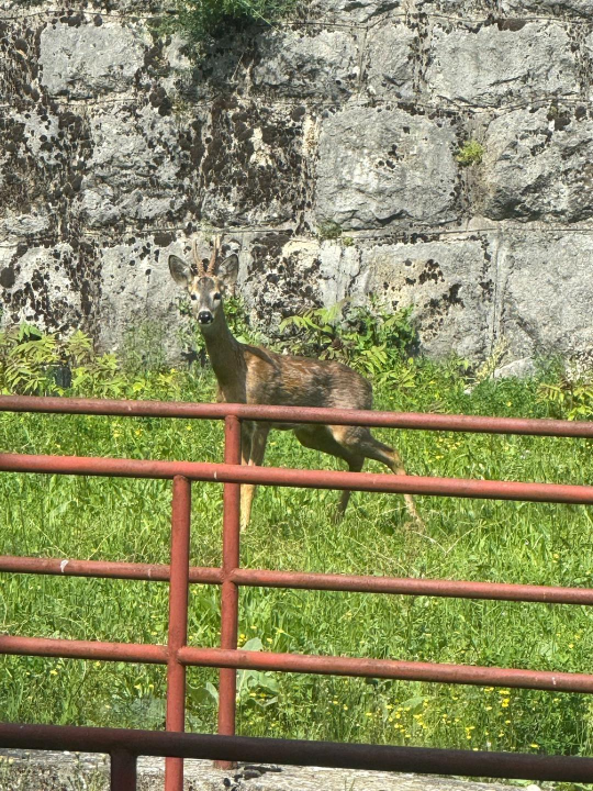 Neočekivani gost razveselio zaposlenike HRT-a u Kninu