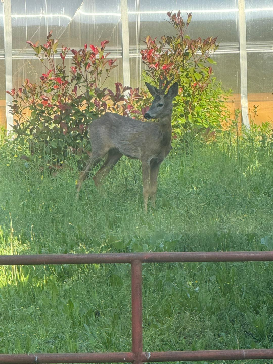Neočekivani gost razveselio zaposlenike HRT-a u Kninu