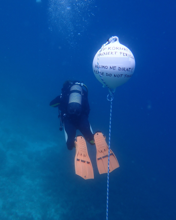 U NP Kornati postavljeni kolektori za prikupljanje mlađi periske