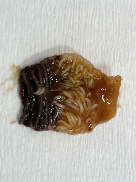  Znanstvenice s Ruđera dešifrirale genetsku tajnu parazita iz Krke koji 'usisava' teške metale