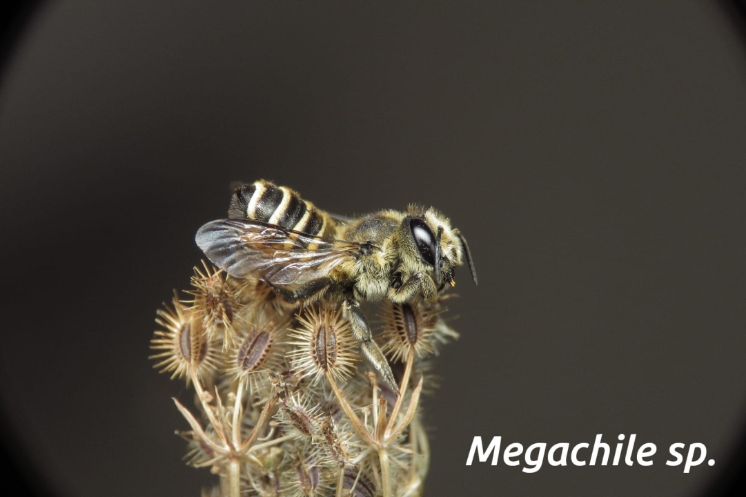Mladi volonteri u NP Krka otkrili niz novih vrsta koje svjedoče o iznimnoj bioraznolikosti