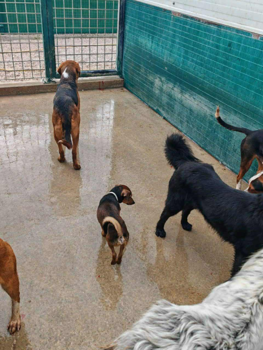 Alarmantno stanje u skloništu šibenskog AS-EKO-a