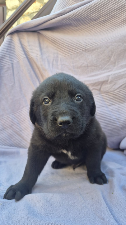Pogledajte ova mala njuškala sa Zlarina. Netko od njih možda čeka baš vas
