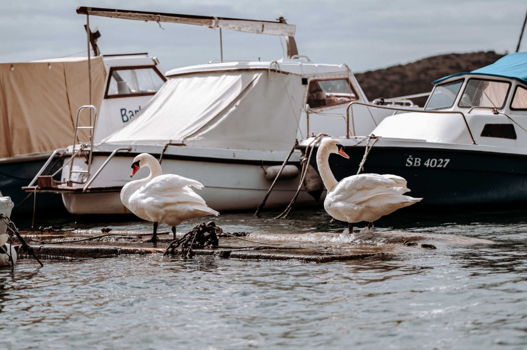 Mandroč je stoljećima hranio Šibenik, danas čuva njegov identitet