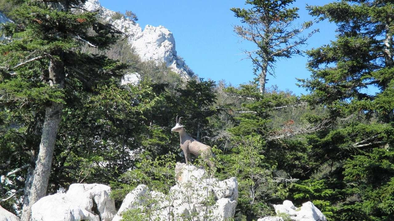 Velika obljetnica u Šibeniku: HPD Kamenar slavi 100 godina djelovanja