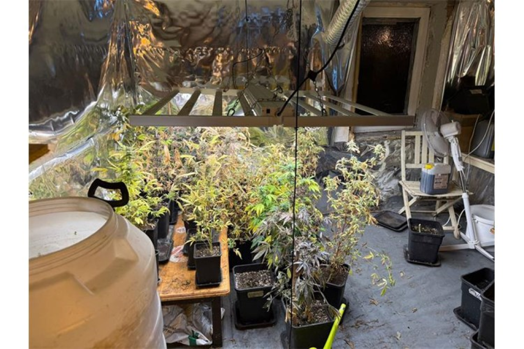 Policija u Rogoznici pretresla stan 45-godišnjaka: Uzgojio 163 stabljike indijske konoplje