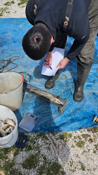 Provedena akcija izlova strane i invazivne ribe s područja Nacionalnog parka Krka